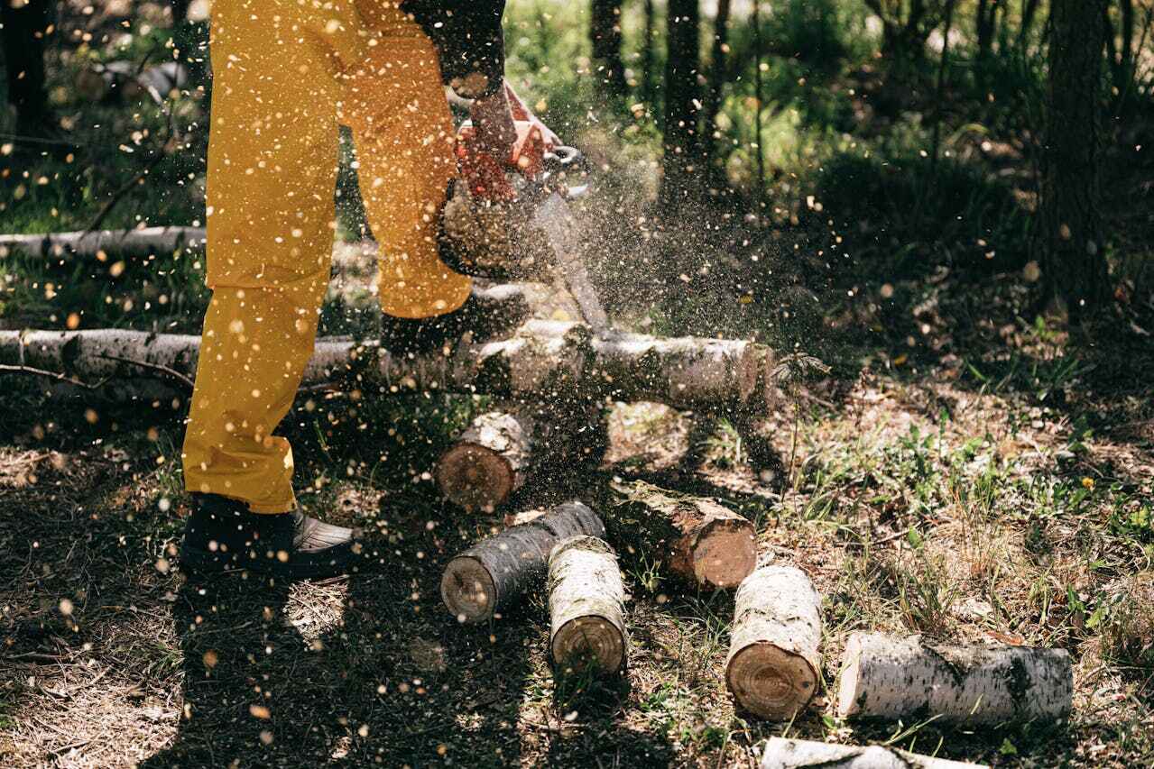 The Steps Involved in Our Tree Care Process in Grand Ronde, OR